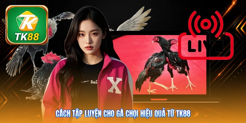 Cách Tập Luyện Cho Gà Chọi Tk88 | 7 Bài - Tăng Thể Lực Cách tập luyện cho gà chọi hiệu quả từ Tk88